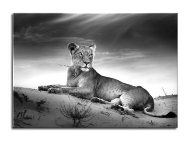Zdjęcie: Obraz Glasspik animals 70x100 cm lione STYLER