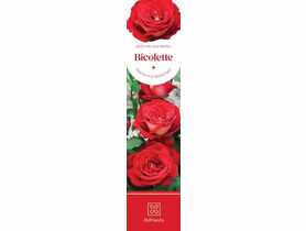 Róża dwukolorowa Bicolette DIPLANTS