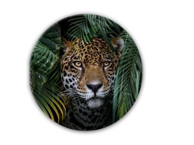 Zdjęcie: Obraz Glas Ringart. 70 cm Gr018 Jungle STYLER