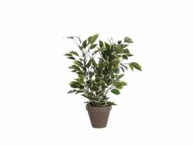 Ficus Natasaja w szarej doniczce DIRECT HG