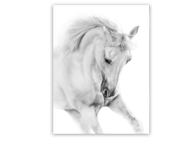 Zdjęcie: Obraz Canvas 60x80x1,8 cm Ex623 White Horse STYLER