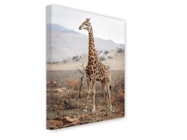 Zdjęcie: Obraz Canvas 60x80 cm Ex621 Giraffe STYLER