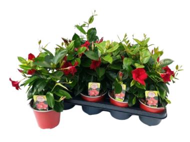 Zdjęcie: Kwiat doniczkowy Mandevilla Bush KAMA