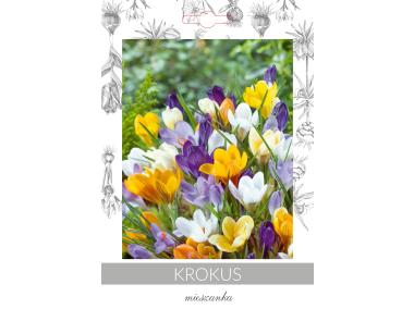 Zdjęcie: Krokus mieszanka W.LEGUTKO