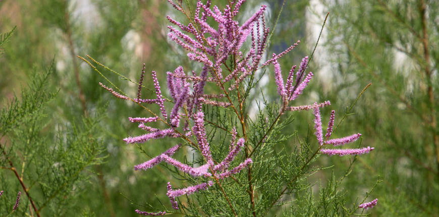 Tamaryszek – uprawa, sadzenie, pielęgnacja