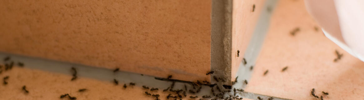 Mrówki w domu – jak się ich pozbyć: sposoby domowe i nie tylko